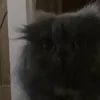 z..ed_113