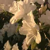 nevenaa_012