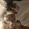liznrv