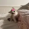 ro_fo52