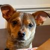 luckythesussypuppy
