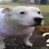 dhssusubws