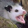 onion_opossum