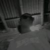 mdsamimboss15