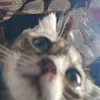 gushayonplays