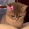 neirisseriaa