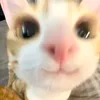 lemy_1506mei