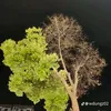 hchchhvg
