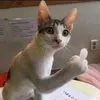 giangsiuu