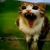 ttigerhh1