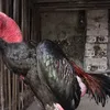 ducphan4444