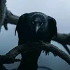 Mr_Raven