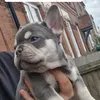 k.r.frenchies
