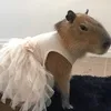 dubutubb1es