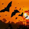 batcavescolony