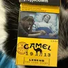 camel00000001