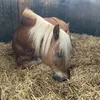 nutiks_14