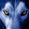 lobo