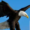 sir_dave30