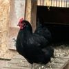 motherclucker406