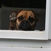 susierescue1