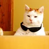 cat_name_dici