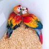 world of parrots