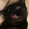 wilson._.wil