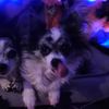 magic_pet_fan