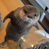 nutrioli_the_otter