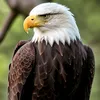النسر الذهبي