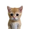 I love cats