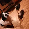 fatherofdogs
