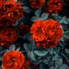 itszoyii2987
