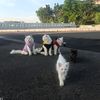 kerajaan_kucing_putih