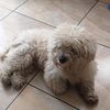 peluchin_toby.2014