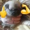 falcon_bachicha