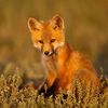 ferpinedox