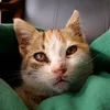 tutu.the.kitty