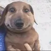 nikdogruf