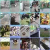 my_animals40