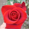 mariaferrer8207