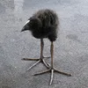 chair.6789