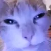 ony_rip0