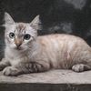 mylomeoww