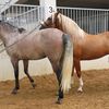Horse Breeding