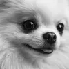 ozi_pom
