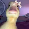 dajee_0