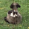 zorrito.y.amigos