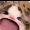 saitaiaa0